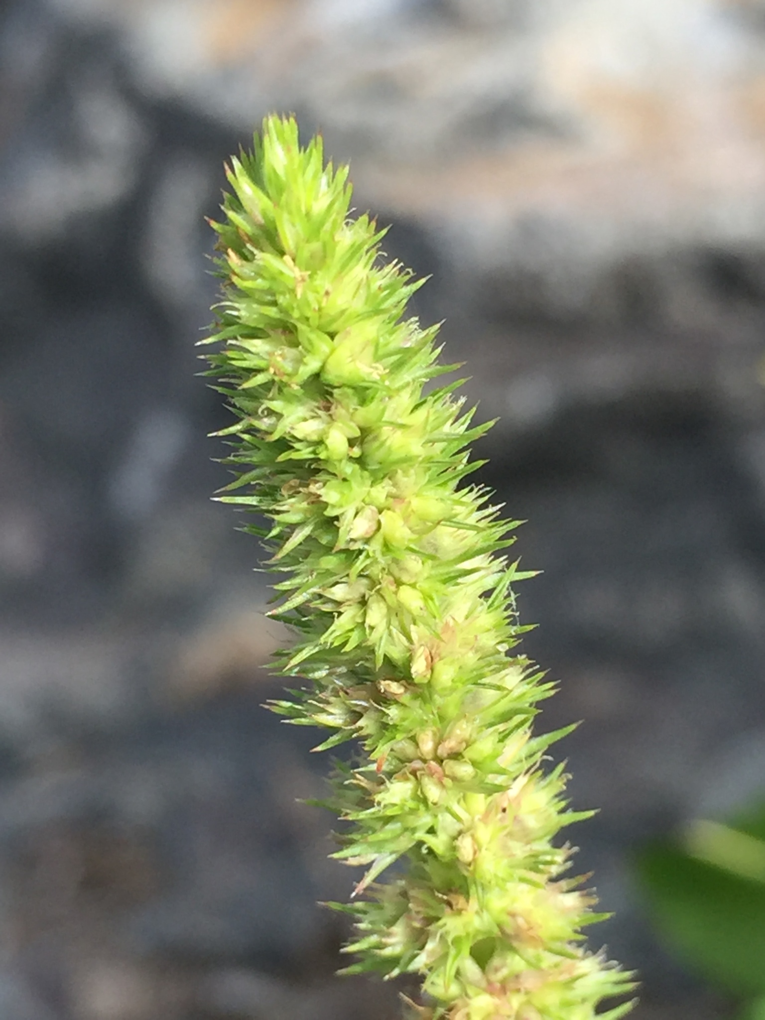 brucedc (https://www.inaturalist.org/observations/67900716)